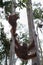 Family orangutan hanging between the trees (Indonesia)