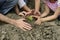 Family of organic farmers planting seedling