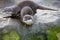 Family Oriental small-clawed otter, Amblonyx cinerea, during games