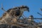 Family of ospreys nest together under a blue sky.