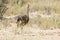 Family of ostrich chicks running after their parents in dry Kalahari sun