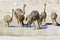 Family of ostriches drinking water from a pool in hot sun of the