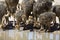 Family of ostriches drinking water from a pool in hot sun of the