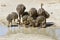 Family of ostriches drinking water from a pool in hot sun of the