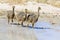 Family of ostriches drinking water from a pool in hot sun of the