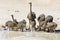 Family of ostriches drinking water from a pool in hot sun of the