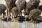 Family of ostriches drinking water from a pool in hot sun of the