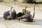 Family of ostriches having a bath in hot sun of the Kalahari