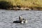 A family of Pacific Loons Gavia pacifica also known as Pacific Divers swimming in a lake