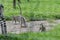 Family Party-Ring-tailed lemur-Lemur catta