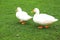 A family of Peking white ducks walk on the green lawn in spring, summer. Ducklings, meat duck, poultry on farm