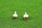 A family of Peking white ducks walk on the green lawn in spring, summer. Ducklings, meat duck, poultry on farm in the village.