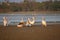 Family of pelican