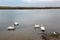 A FAMILY OF PELICANS ON THE BERG RIVER