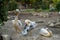 Family of pelicans in captivity, on the territory of the zoo