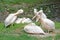 Family pelicans cleans the feathers on the coast