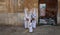 A family of penitents preparing before the start of an easter holy week procession in mallorca detail on hoods detail