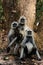 The family photo Hanuman Langurs