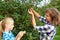 Family picking red cherry from tree in summer garden.