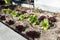 Family piece of land for vegetables with lettuces and endives. Watering system