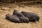 Family of pigs