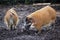 Family of pigs closeup.Large male bush pigs looking for edible roots going into the ground.