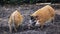 Family of pigs closeup.Large male bush pigs looking for edible roots going into the ground.