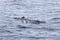 A family of pilot whales (Globicephala melas) is captured in a dynamic display