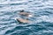 Family of pilot whales mid-swim in Norway\\\'s deep blue sea, sleek forms and captivating surface patterns