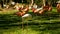 Family of pink and white flamingos in the grass