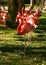 Family of pink and white flamingos in the grass