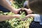 Family planting a new tree for the future