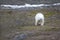 Family of polar bears on Northbrook island Franz Josef Land