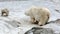 Family of polar polar bears