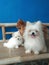 Family of pomeranian mini dogs