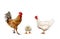 Family portrait farm birds chicken, bright red roosters yellow l