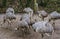 Family portrait of a group of American rheas standing together, tropical flightless birds from America, Near threatened animals