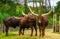 Family portrait of a herd of Ankole Watusi, Popular american cow breed with big horns