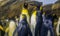 Family portrait of king penguins together, great penguin specie, aquatic flightless birds from Antarctica