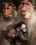 Family portrait of macaque monkeys