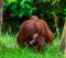 Family portrait of a mother bornean orangutan with her infant, critically endangered primate specie from Borneo