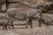 Family portrait of powerful and aggressive Warthogs Phacochoerus africanus, African wild boars