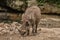 Family portrait of powerful and aggressive Warthogs Phacochoerus africanus, African wild boars