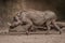 Family portrait of powerful and aggressive Warthogs Phacochoerus africanus, African wild boars