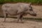 Family portrait of powerful and aggressive Warthogs Phacochoerus africanus, African wild boars