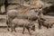 Family portrait of powerful and aggressive Warthogs Phacochoerus africanus, African wild boars