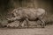 Family portrait of powerful and aggressive Warthogs Phacochoerus africanus, African wild boars