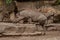 Family portrait of powerful and aggressive Warthogs Phacochoerus africanus, African wild boars