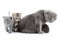 Family portrait of Scottish fold cats