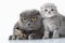 Family portrait of Scottish fold ear mother cat with her kittens